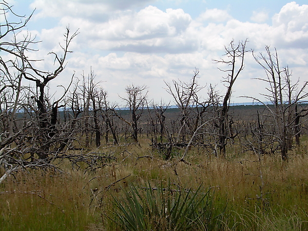 Dead trees after a wildfire in Colorado